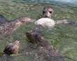 Sanctuary Bids Farewell to Last of 42 Rescued Seal Pups