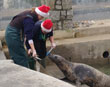 The new arrivals at the Seal Sanctuary!