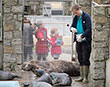 Bad Weather Prolongs Overcrowding Problems at Seal Sanctuary