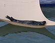 Sun lounging seal at the Cornish Seal Sanctuary
