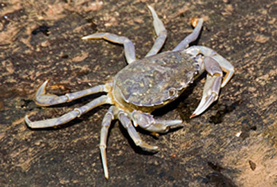 Hyper Rare Blue Shore Crab Walks into Sea Life Sanctuary