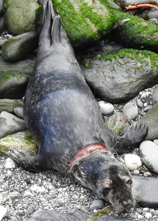 1 Lucky Flipper - Photo by Sue Sayer CSGRT