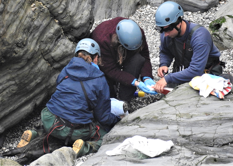 3 Rescue team immobilise seal - Photo by Kate Hockley of the Cornwall Seal Group Research Trust