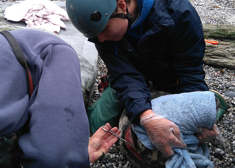 4 Cleaning the wound  - Photo by Sue Sayer - Cornwall Seal Group Research Trust