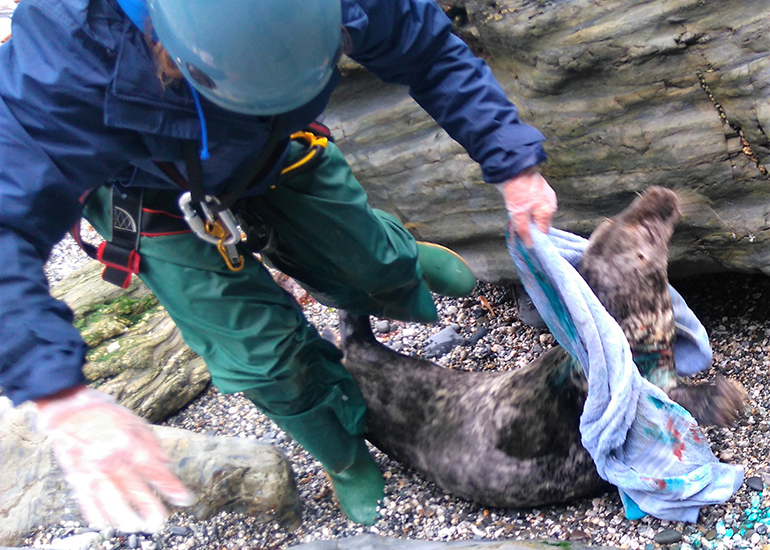 5 Releasing Lucky flipper - Photo by Sue Sayer CSGRT