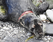 Flipper the grey seal gets lucky!