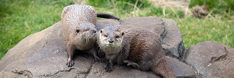 Otters