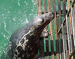 Tough love 'STOP FEEDING SEALS'!