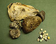 Overwhelming support and interesting finds at Cornish Seal Sanctuary beach clean