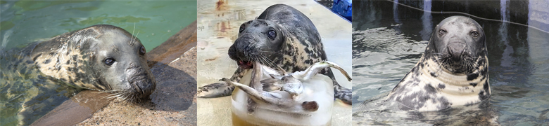Seal-ebrating the Big 5-0...World's Oldest Grey Seal in Human Care Celebrates Milestone  Birthday