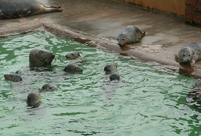 Poorly seal pups treated to some festive cheer
