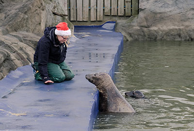 Poorly seal pups treated to some festive cheer