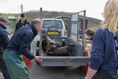 Seal Release - 26th March 2018