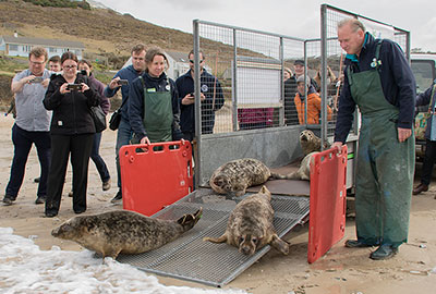 First Seal Pup release of the season as part of the SEA LIFE Trust