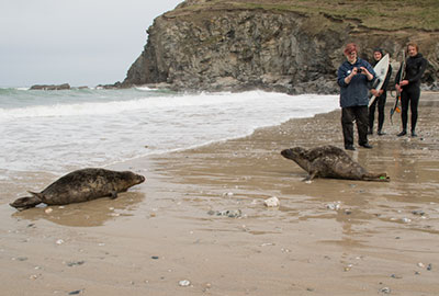 Ted - Seal Release - 26th March 2018