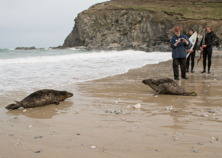 Seal Release 26th March 2018