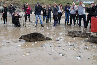 Charlestown - Seal Release - 26th March 2018