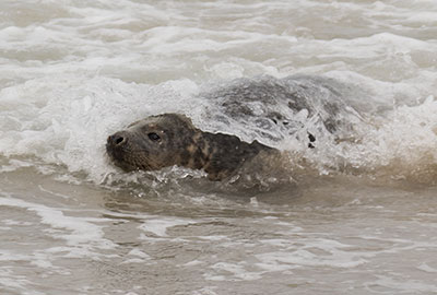 Ted - Seal Release - 26th March 2018