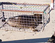 Last of seal pups from winter rescue released back to wild