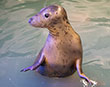Aayla the seal travelling across the country for some Cornish TLC
