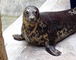 AMPUTEE SEAL 'AAYLA' GIVEN HOME AT SANCTUARY