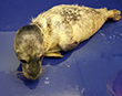 Cornish Seal Sanctuary Pup Protection Plea
