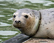 Cornish Seal Sanctuary first public seal pup release of the year