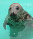 Rescued grey seal Stevie affected by the uncertainty around Brexit in race against time to get his pool finished in Belgium!