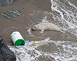 Cornish Seal Sanctuary plea to the public to keep litter off the beach