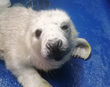 First rescued seal pups of the season arrive at the Cornish Seal Sanctuary