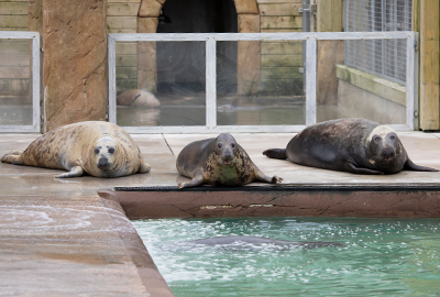 Cornish Seal Sanctuary