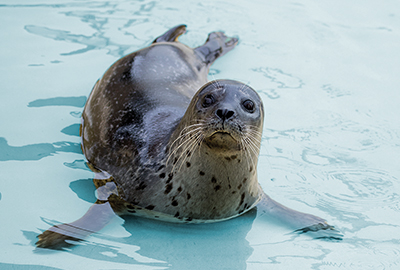 Resident Common Seal