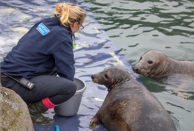 News of the extended lockdown sees the Seal Sanctuary fearful over how will they continue to care for their animals