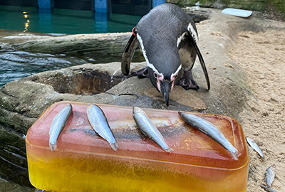 Seals Delightfully Celebrate the Reopening of the Sanctuary