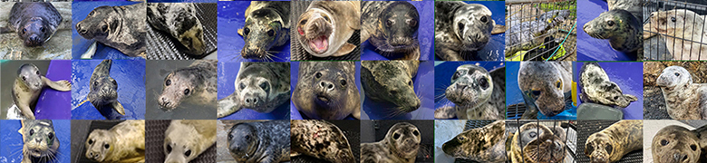 Sanctuary releases last pups of the season