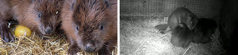 First beaver leaves Cornish Seal Sanctuary in conservation project success