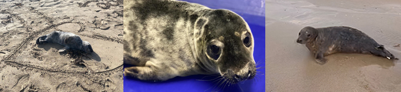 Warning against seal disturbance as Cornish Seal Sanctuary celebrates first release of new season