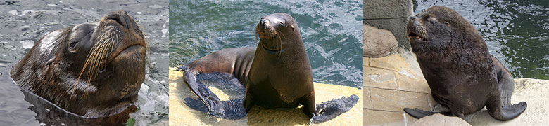 Sad Passing of the Sanctuary's much loved Noito!