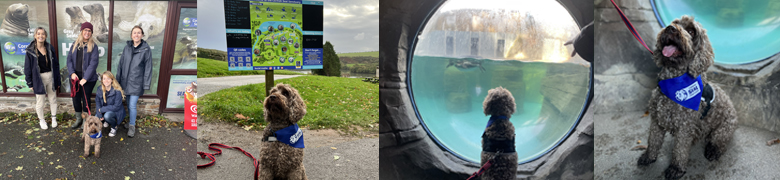 Cornish Seal Sanctuary joins NAWT Cornwall's hunt to find forever home for Paddy the pooch this Christmas
