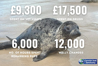 12,000 welly changes and 50 pups - the Cornish Seal Sanctuary signs off pup season!