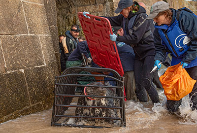 Cornish seal swims free after rescue from life-threatening frisbee entanglement