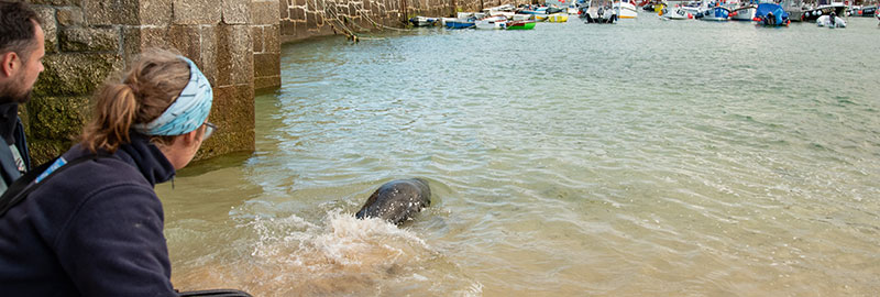 Cornish seal swims free after rescue from life-threatening frisbee entanglement