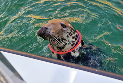 Cornish seal swims free after rescue from life-threatening frisbee entanglement - Photo credit Sharon Trew