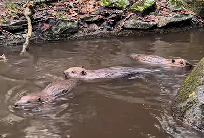 Beaver - Animal Care Team