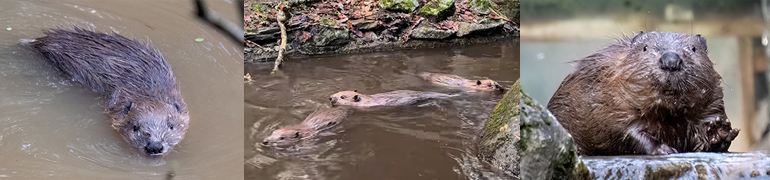 Beaver Kit Graduation Day - 20th March 2024
