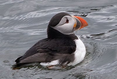 Puffins