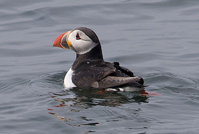 Puffins