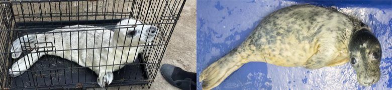 First seal pup of the season arrives at the Sanctuary after rescue from busy Cornish beach