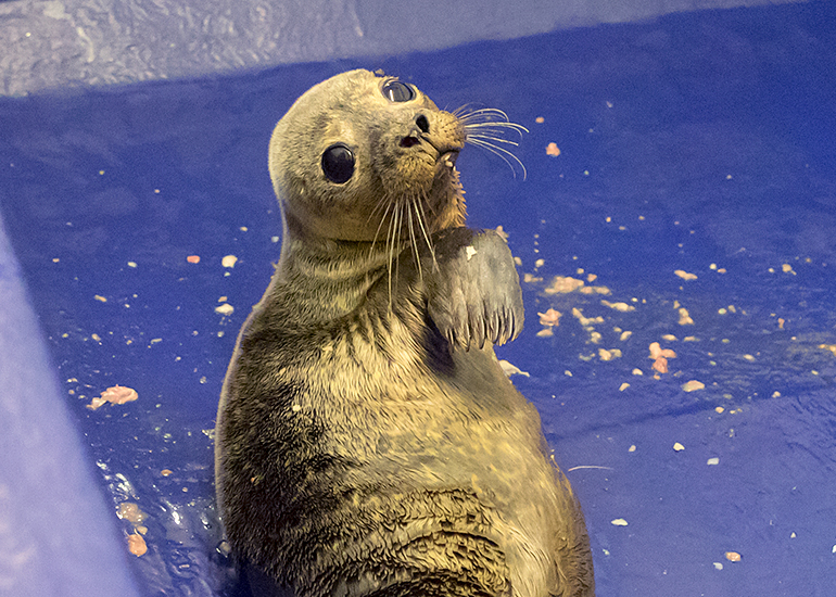 Pretty Woman, rescued seal pup