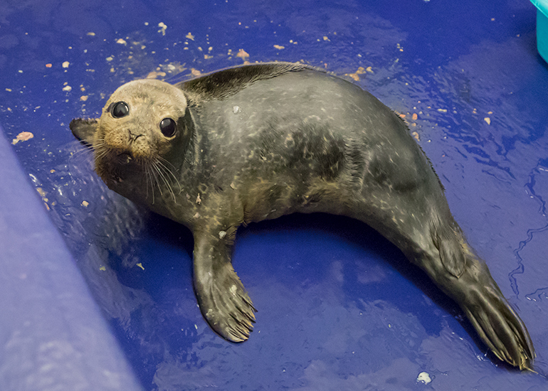 Pretty Woman, rescued seal pup